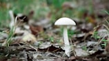 A single white mushroom with a smooth cap standing tall among fallen leaves.
