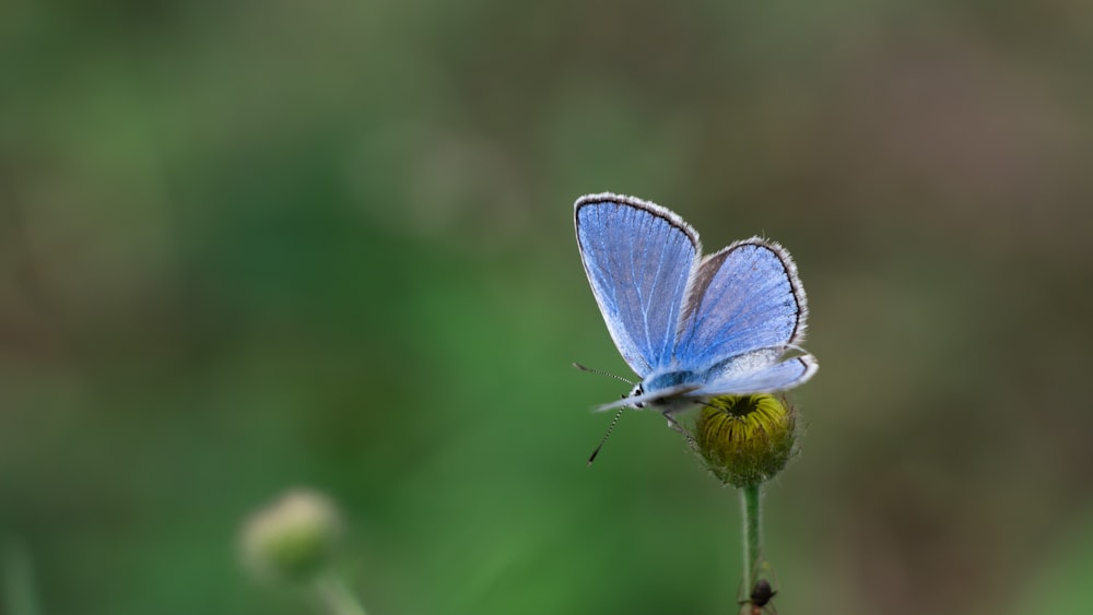 blue butterfly perched on plant