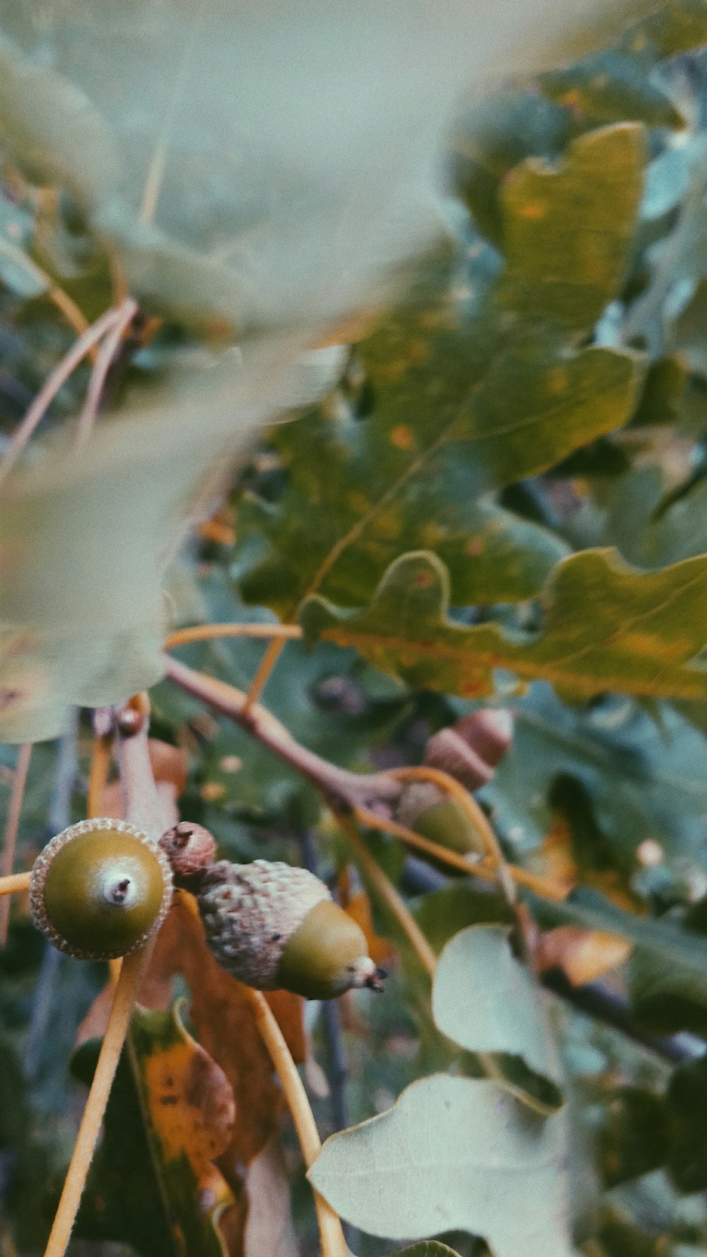 round green fruits