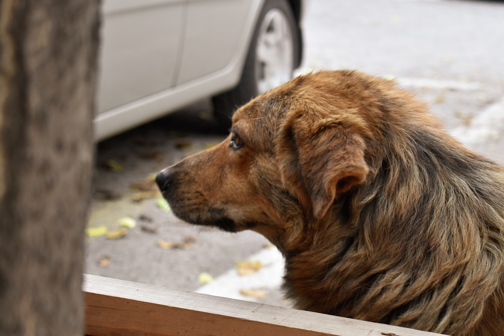 selective focus photography of brown dog