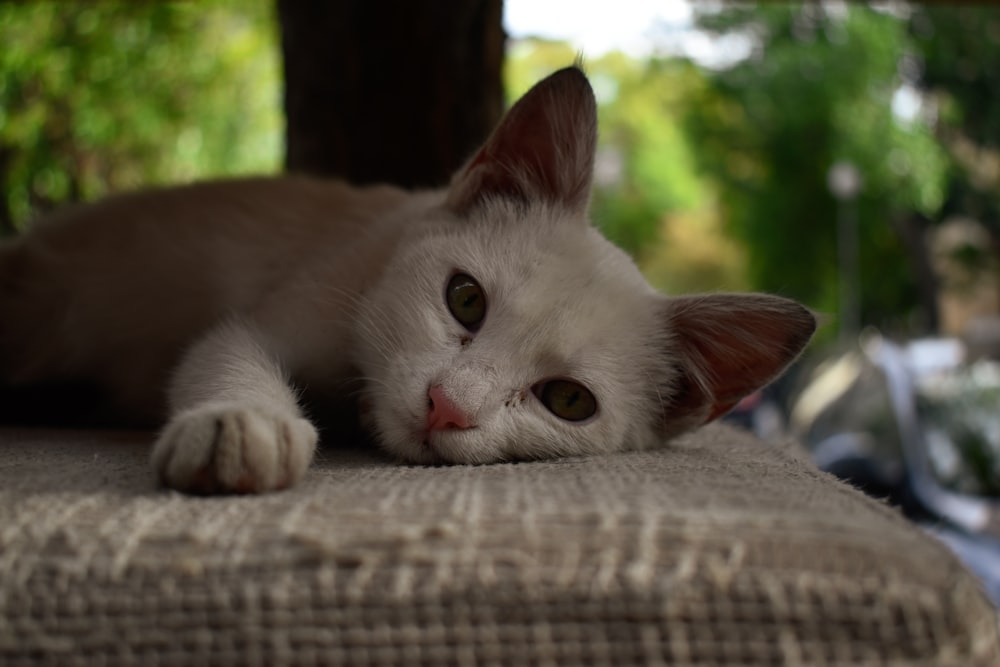 cat lying on gray textile
