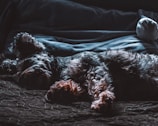 A cozy shelter space with dogs resting comfortably.