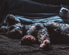 A cozy home setting where a Yorkie rests comfortably on a soft blanket.