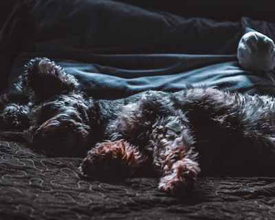 A cozy indoor scene showing a dog resting comfortably during overnight pet sitting.