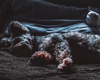 A small dog with a shaggy coat rests comfortably on a quilted surface. The ambient lighting casts soft shadows, providing a calm and cozy atmosphere. A pillow is visible in the background, suggesting a bedroom setting.