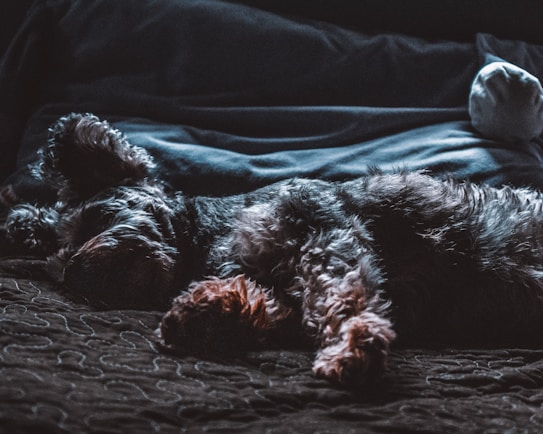 A small dog with a shaggy coat rests comfortably on a quilted surface. The ambient lighting casts soft shadows, providing a calm and cozy atmosphere. A pillow is visible in the background, suggesting a bedroom setting.