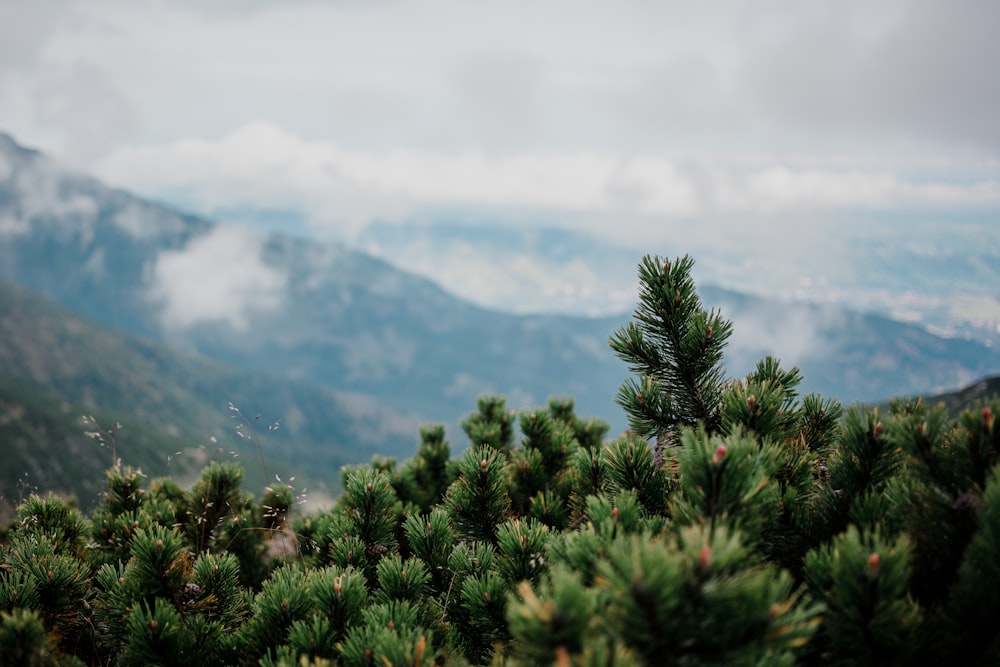 green trees