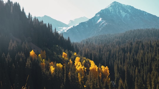 pine trees and mountain in Almaty Region Kazakhstan