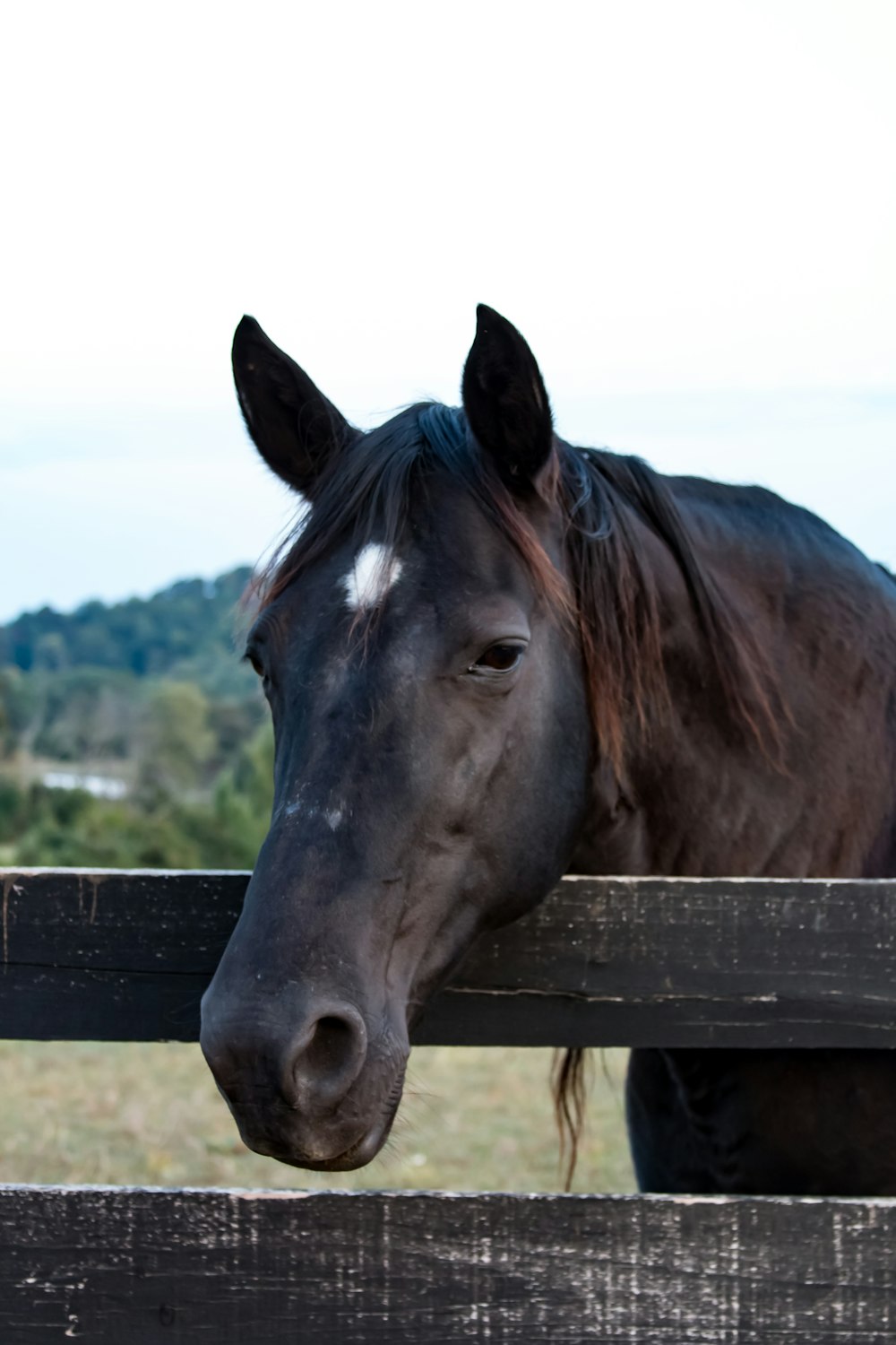 brown horse