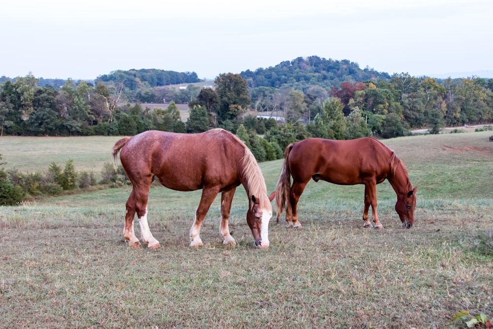two horses eating grass