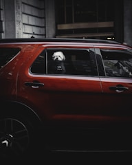 A small dog peering out the window of a golf cart cruising through a leafy Peachtree City neighborhood.