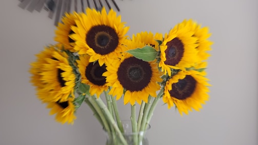 A bouquet of vibrant sunflowers with large yellow petals and dark brown centers placed in a transparent vase. The background is neutral, enhancing the vivid colors of the flowers. The composition highlights the natural beauty and symmetry of the sunflower arrangement.