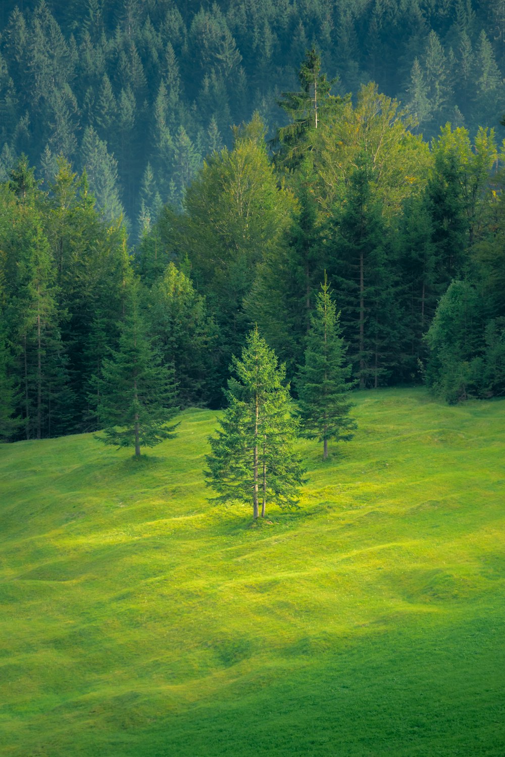 green trees and grasses