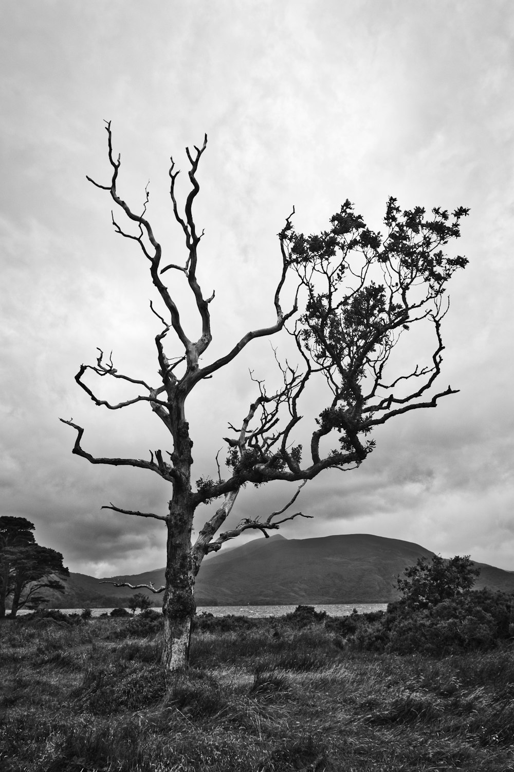 árbol en la hierba cerca del cuerpo de agua durante el día