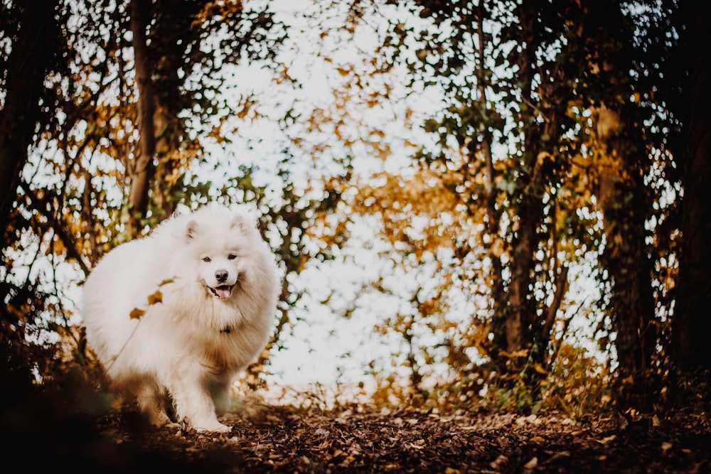 dog on ground with brown leaves near trees during day