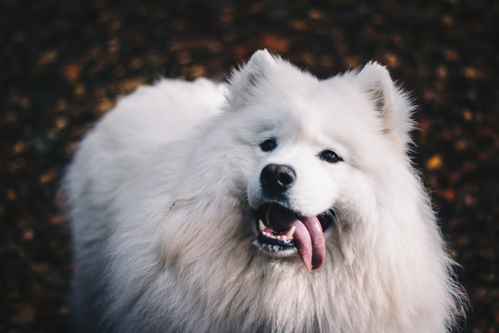 long-coated white dog sticky tongue out