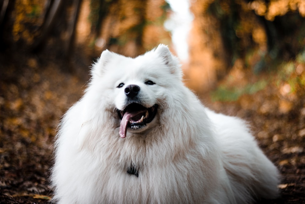 white long-coated dog