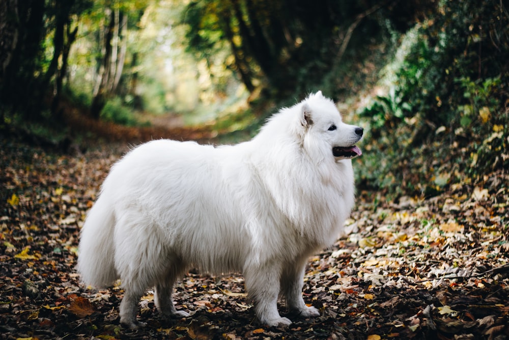 white long-coated dog