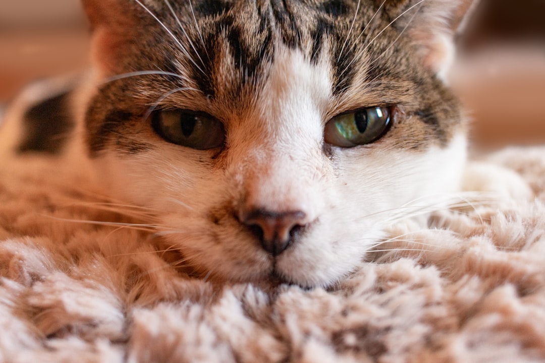short-furred gray and white cat, On the verge of sleep.