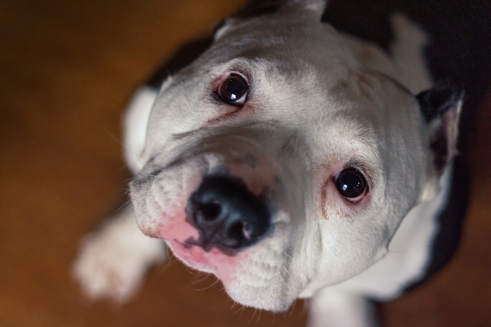 adult white and black American bully