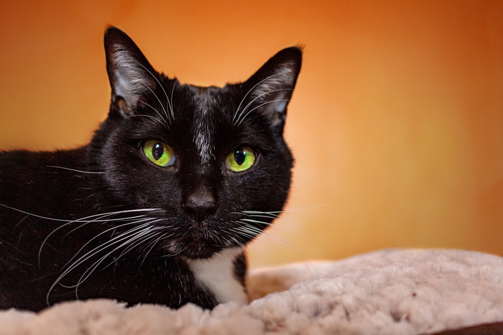 tuxedo cat