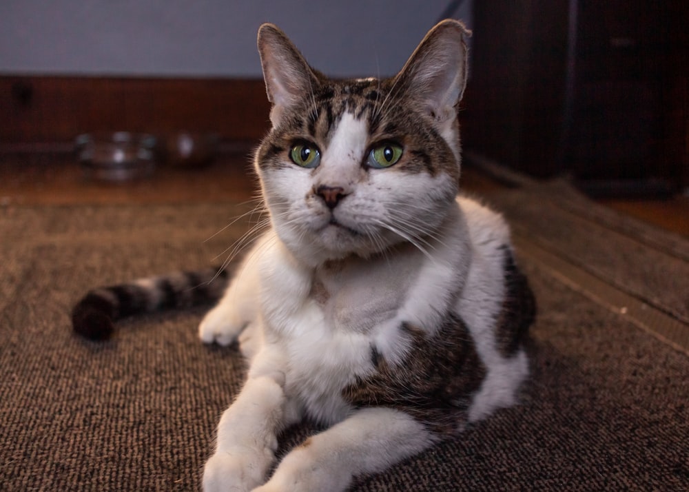 brown and white cat on brown carpet