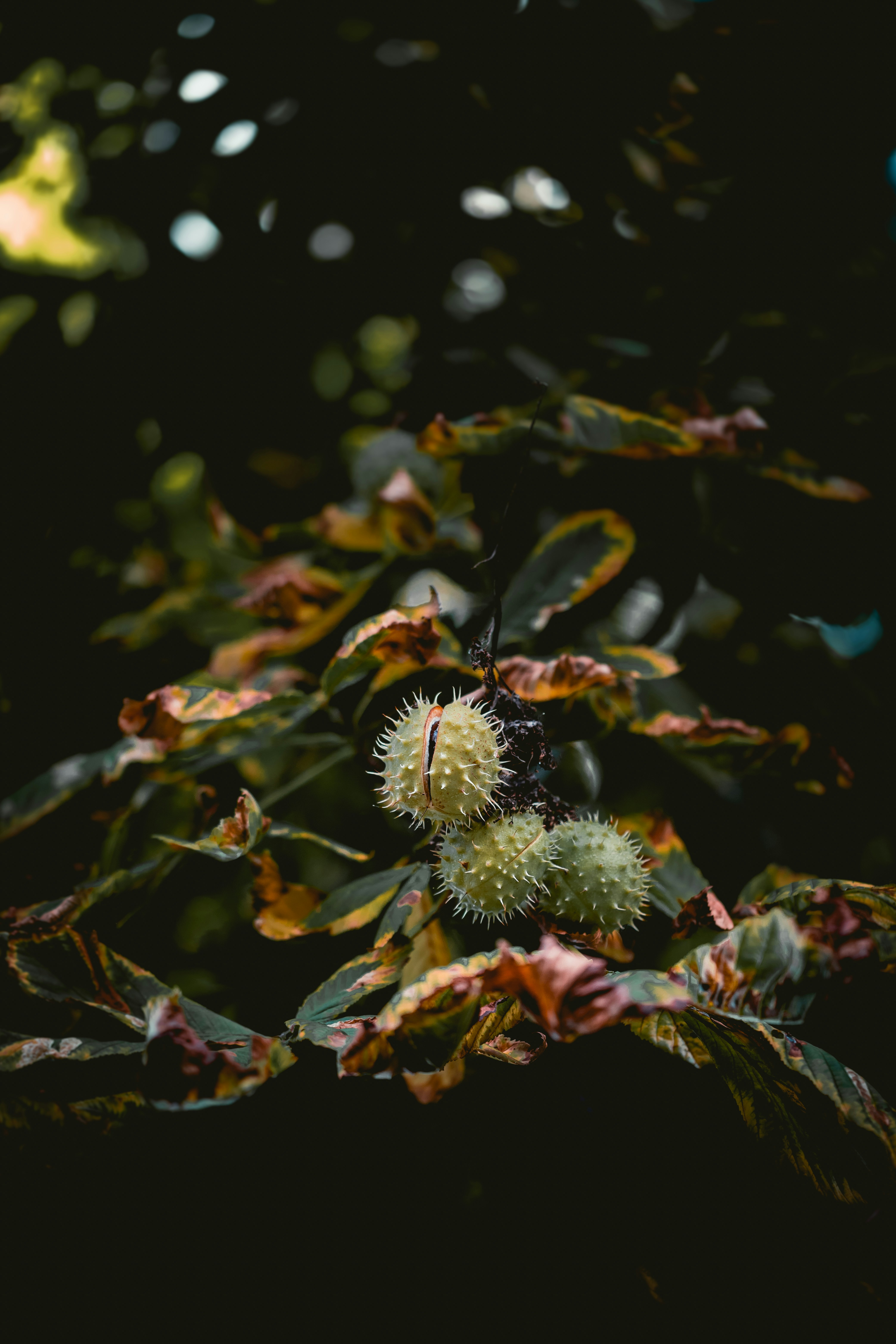 Photo by niklas_hamann