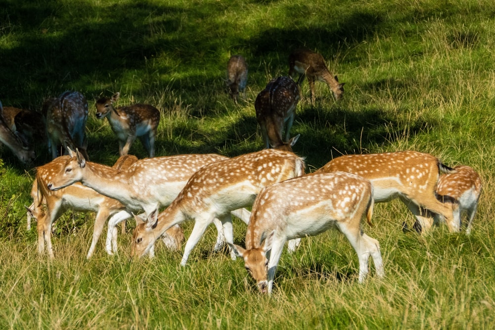 brown and white spotted deer eating grasses
