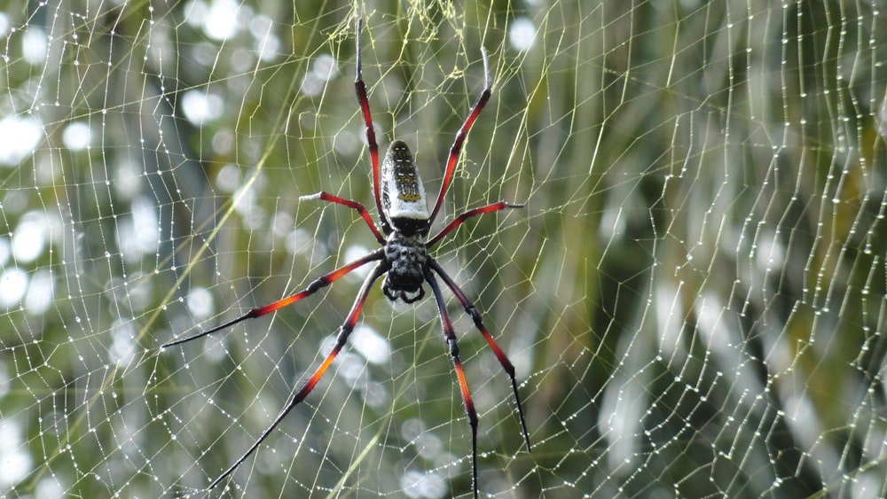 Fotografia de foco seletivo de aranha preta e marrom em teia de aranha durante o dia