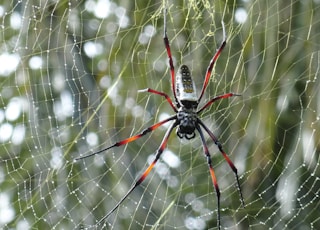 selective focus photography of black and brown spider on spiderweb during daytime