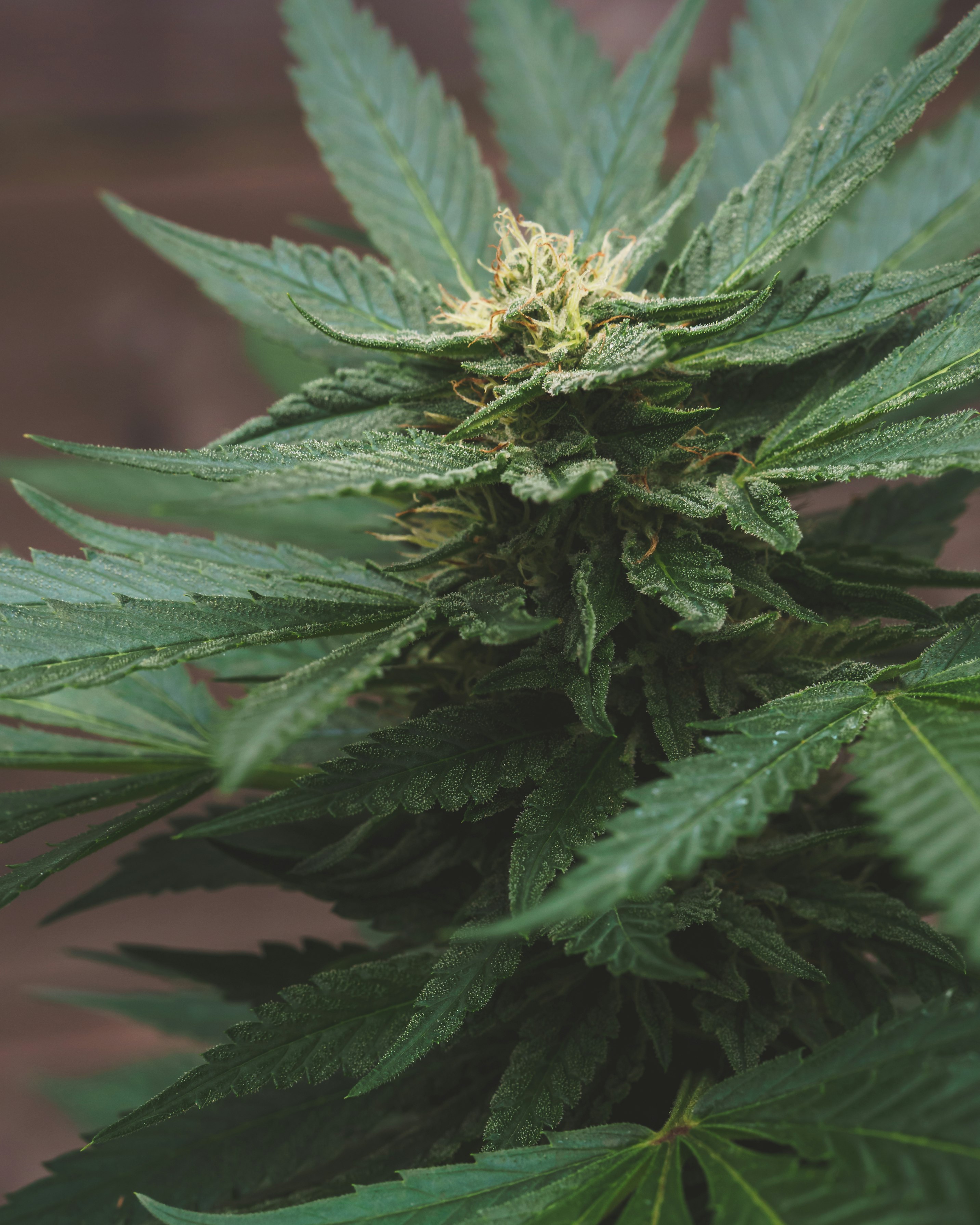 Hemp