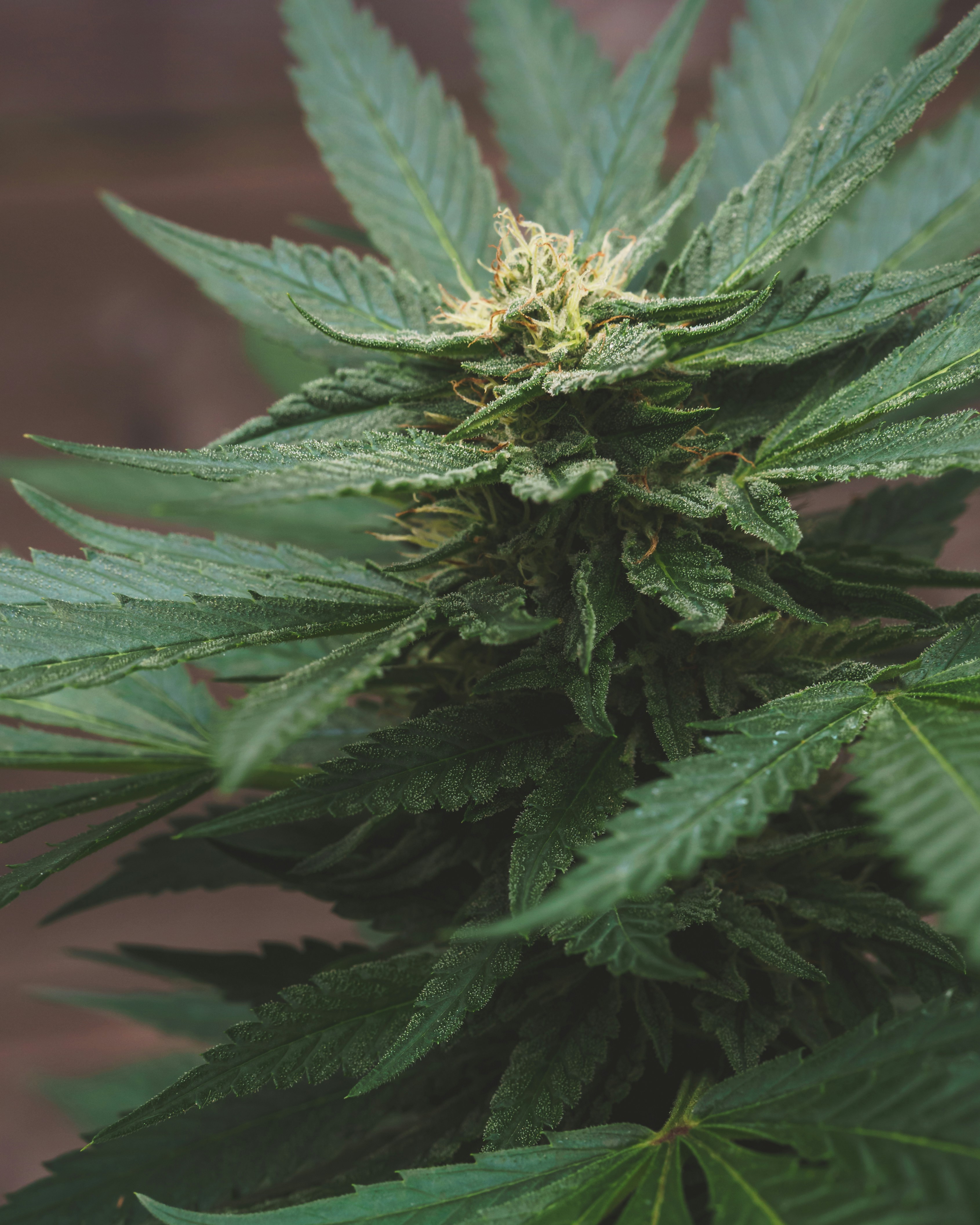 Hybrid cannabis plant