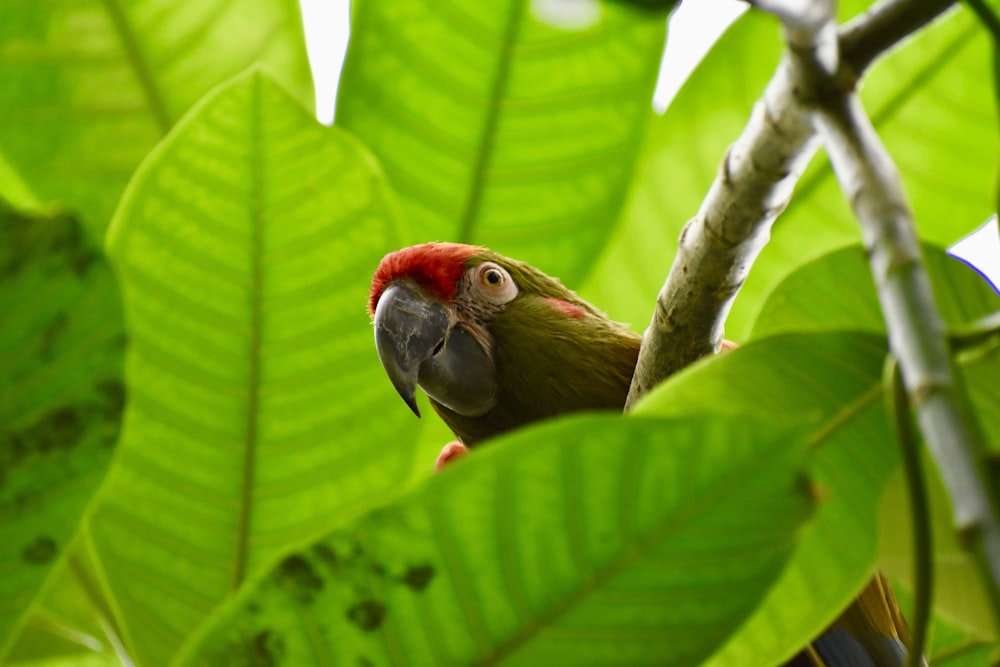 parrot on plant