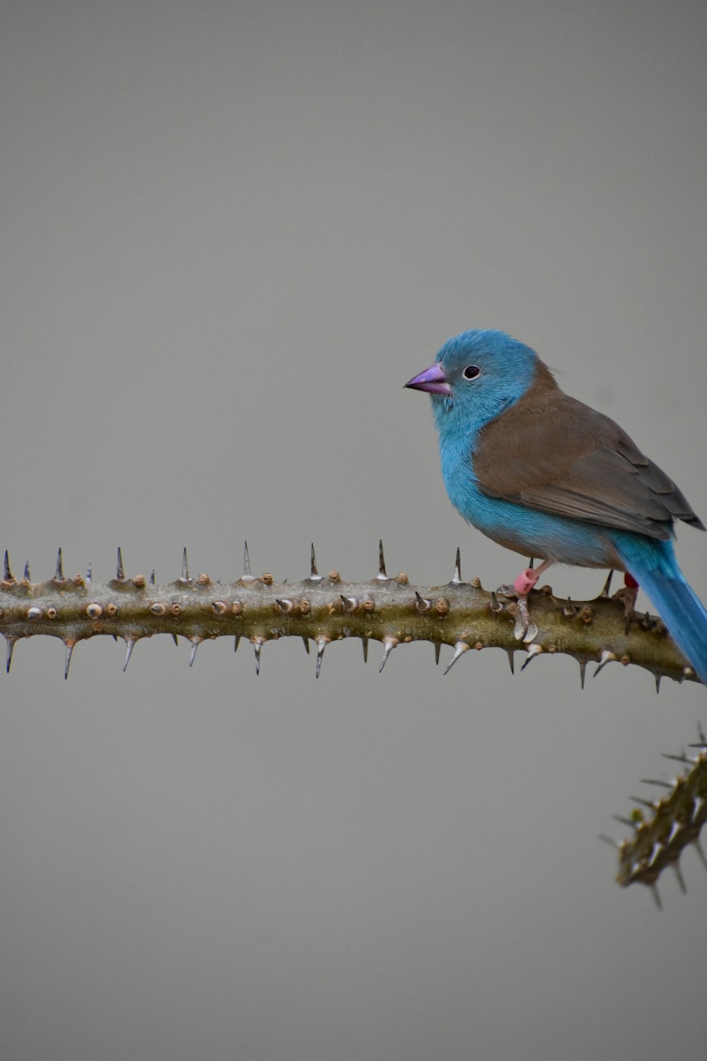 teal and gray bird on thorny plant