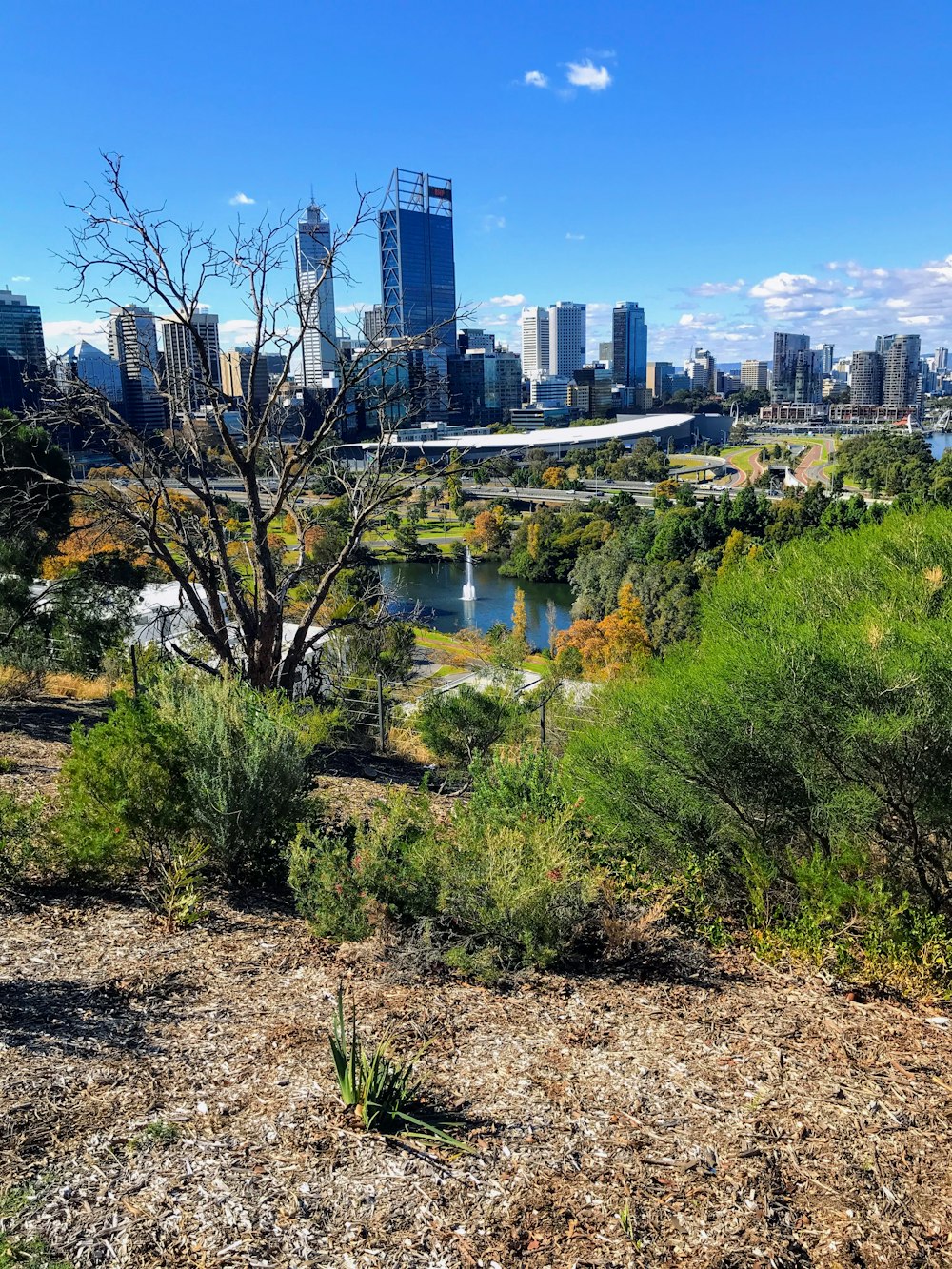 trees surrounded small body of water near city buildings