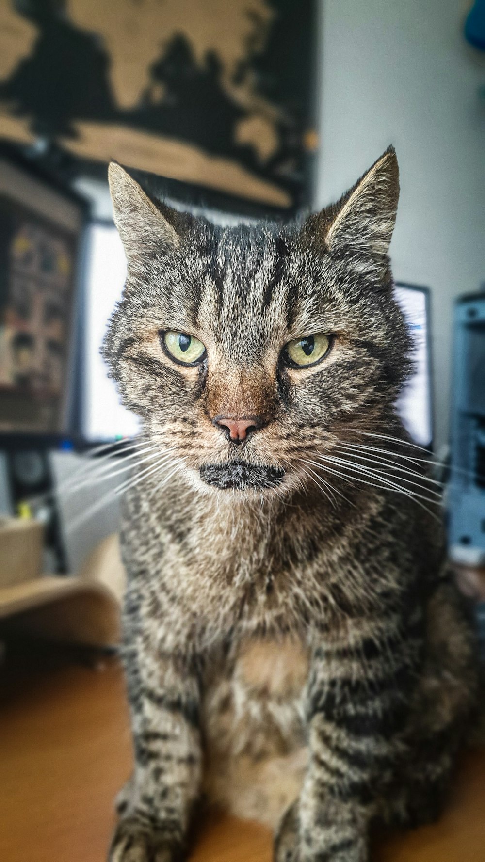 Silber getigerte Katze auf brauner Oberfläche