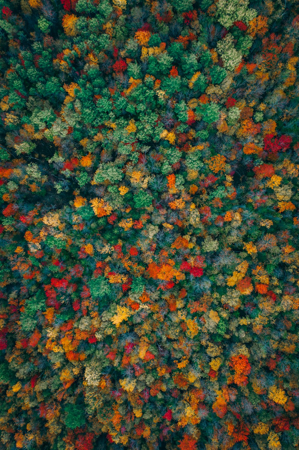 una vista aerea di una foresta con molti alberi