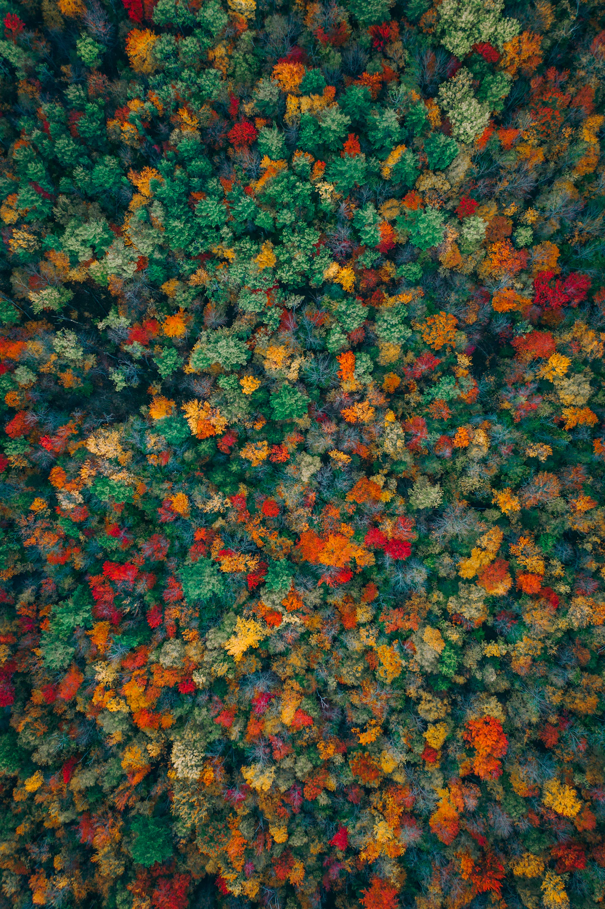 Canopy