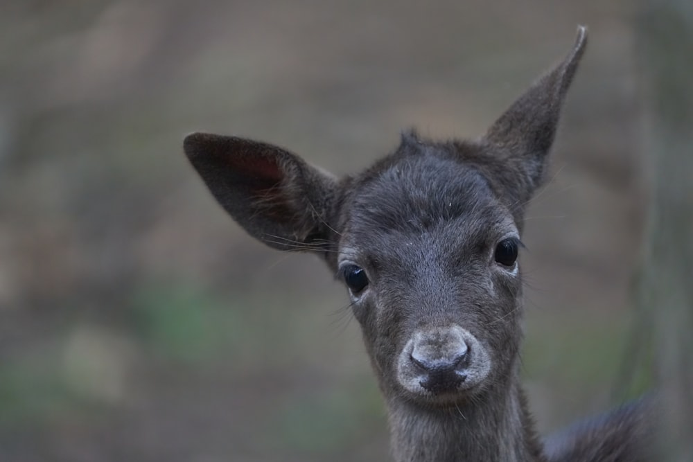 selective focus photography of gray deer