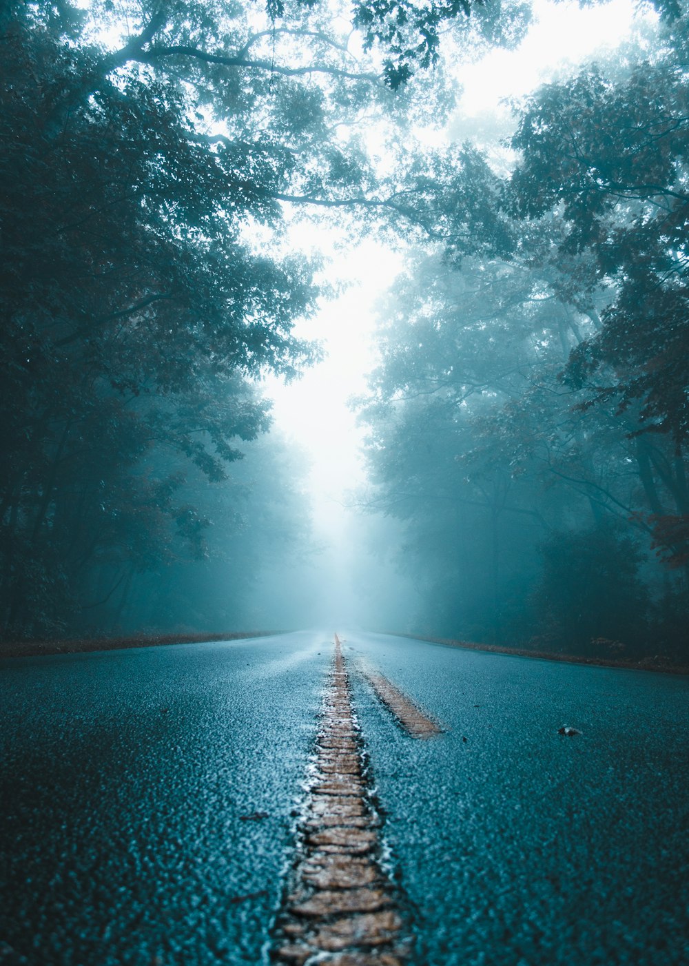 gray concrete road and green leafed trees