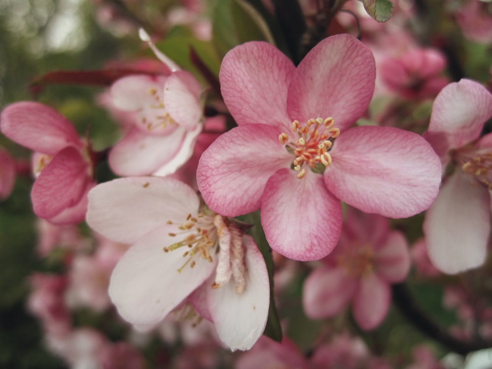 pink flowers