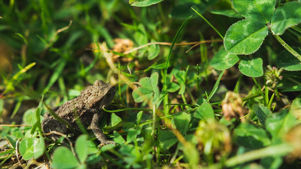 brown toad on grass