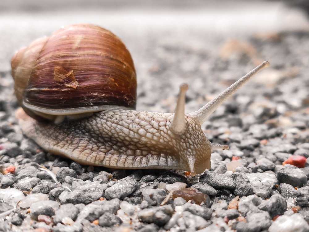 Fotografía de primer plano del caracol marrón