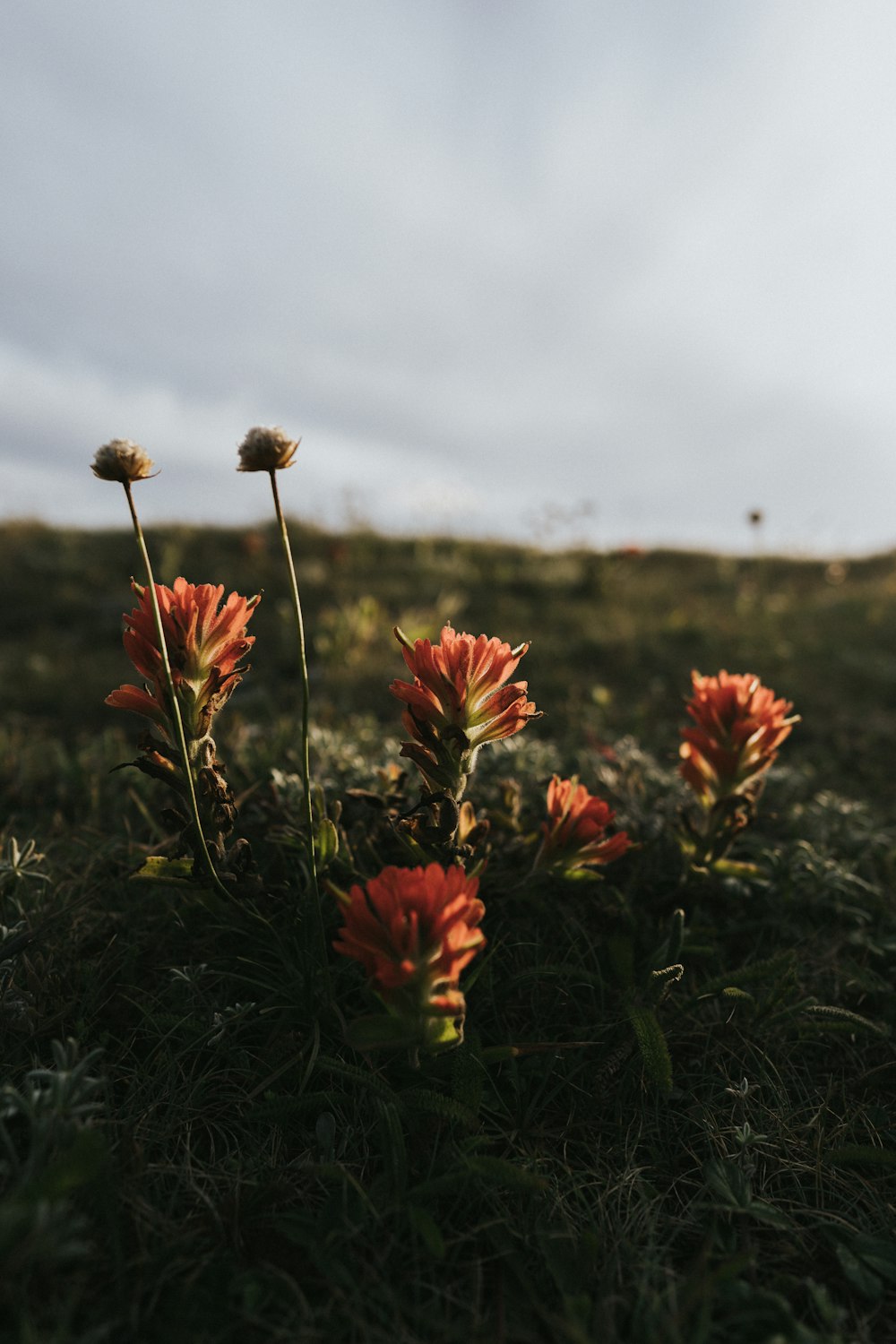 Fotografia a fuoco selettiva di fiori dai petali rossi sotto il cielo nuvoloso