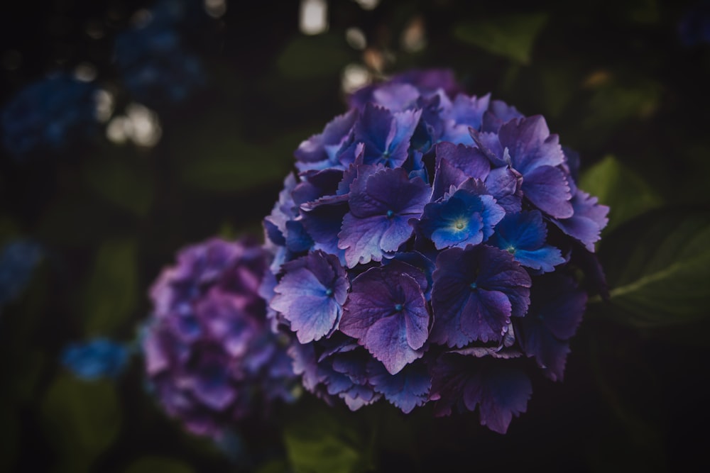 purple petaled flowers