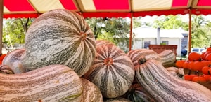 Organic Zucchinis