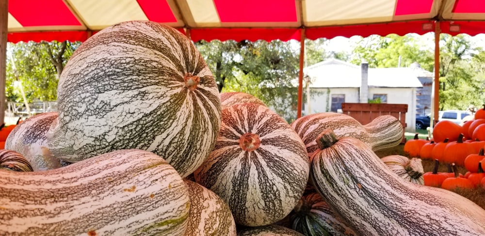 courges vertes et blanches exposées