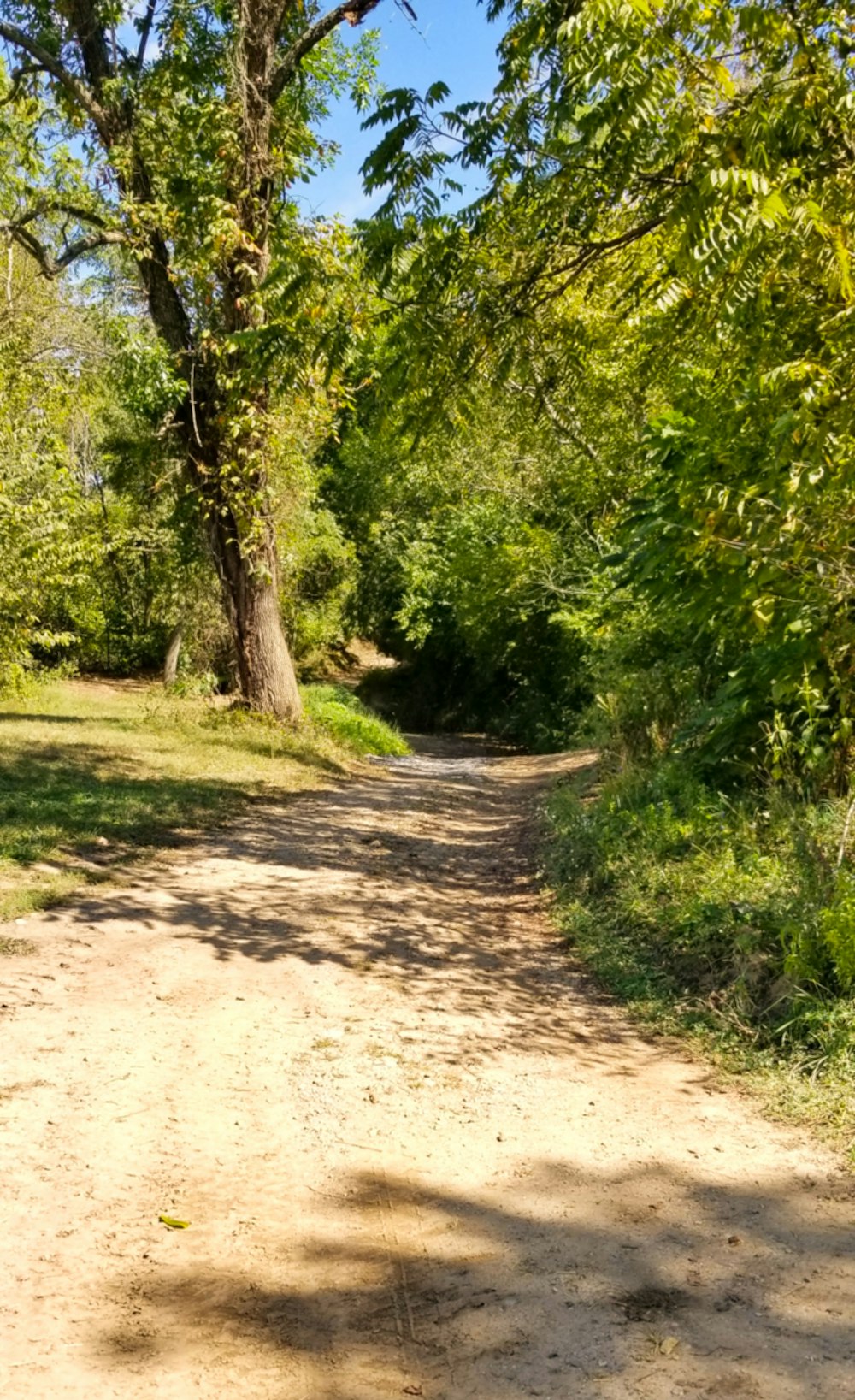 arbres à feuilles vertes pendant la journée