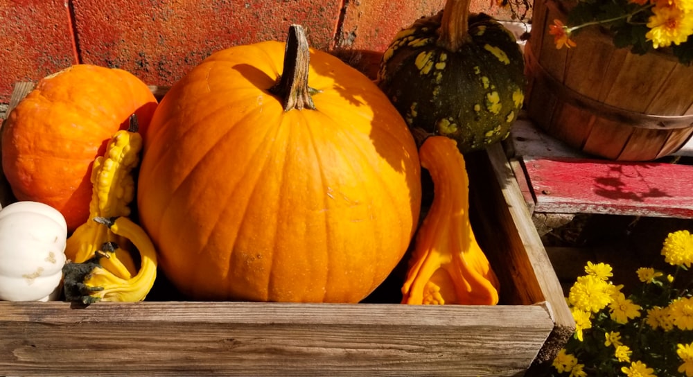 orange pumpkin