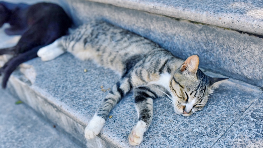 black and gray tabby cat beside black cat on stairs